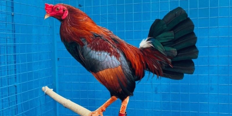 Áp dụng đúng những bí quyết để có trận chiến dũng mãnh