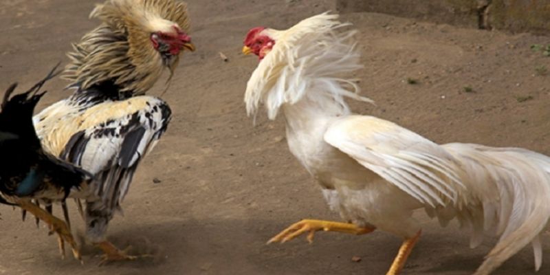 Cách nuôi gà đá bo lớn đúng bí quyết để chiến kê ra đòn mạnh