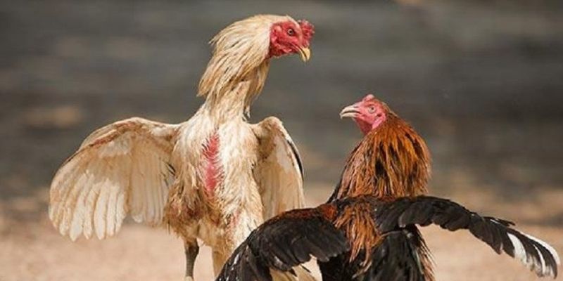 Màu mạng gà đá hôm nay từ JBO mang lại dự đoán chuẩn