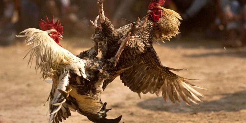 Người chơi đánh giá odds cụ thể trước khi cược