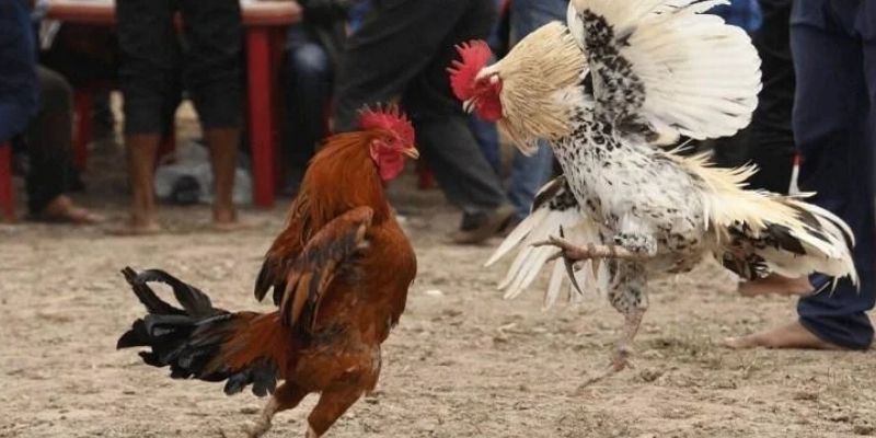 Tất cả bí kíp được chia sẻ chi tiết trong cẩm nang của JBO