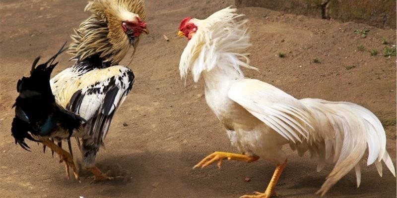 Tổng quát về hình thức xem đá gà cựa sắt