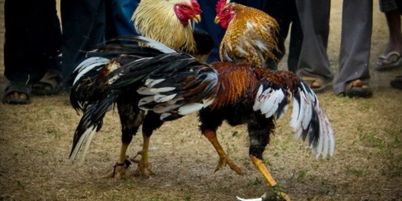 xem đá gà cựa sắt
