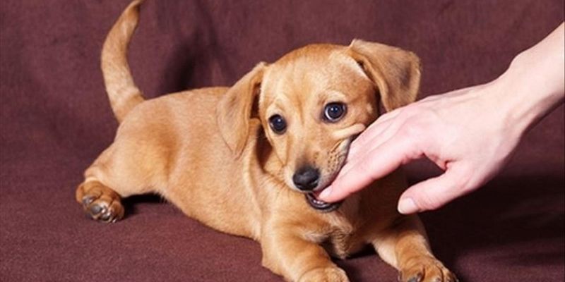 Chó Vào Nhà Đánh Con Gì - Nắm Bắt Thời Cơ Thắng Lớn 2025