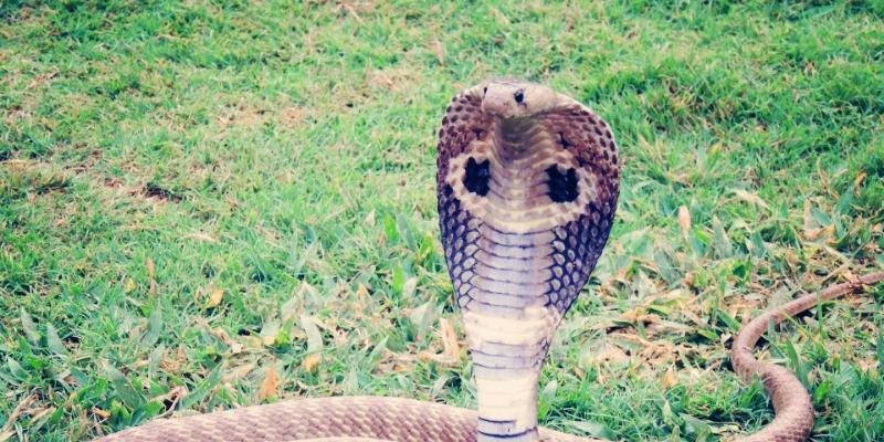 Luận số từ giấc mơ cần sự tỉnh táo và khách quan