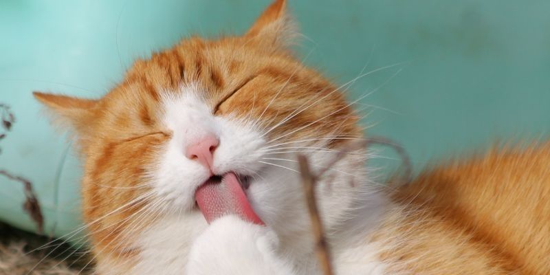 Lý do khiến mơ thấy mèo đánh số mấy đặc ưu ái tới vậy