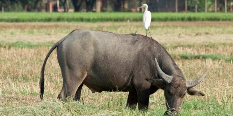 Mộng ra trâu đang ăn cỏ thì nên chọn đánh số gì đúng