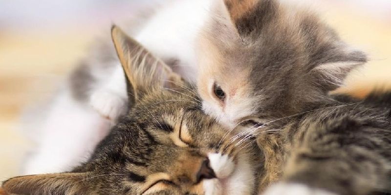 Nằm mơ miêu nằm ngủ ngon lành đánh con gì dễ ăn