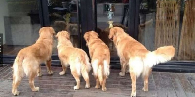 Thấy cún nhiều con vào nơi ở thì nên chọn số nào để đánh?