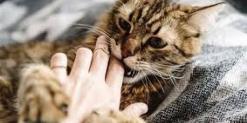 Tips hay giúp các tín đồ tận dụng cơn mộng thêm đỉnh cao