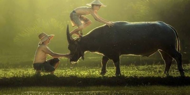 Ưu điểm khiến phân tích mơ thấy trâu đánh con gì đáng tin