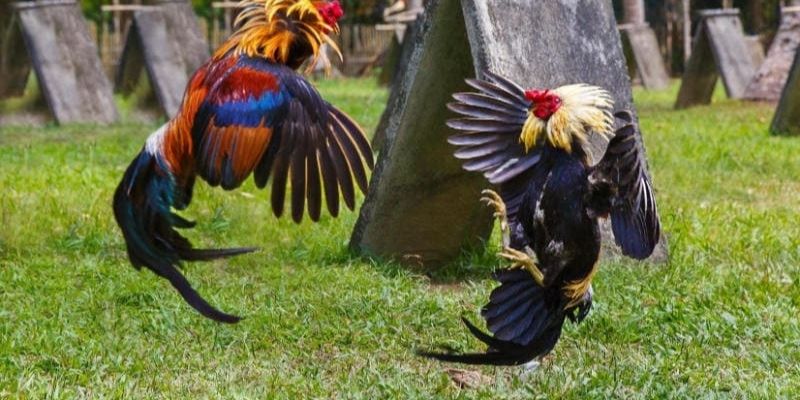 Các yếu tố nên lưu tâm khi nhận diện kê tơ