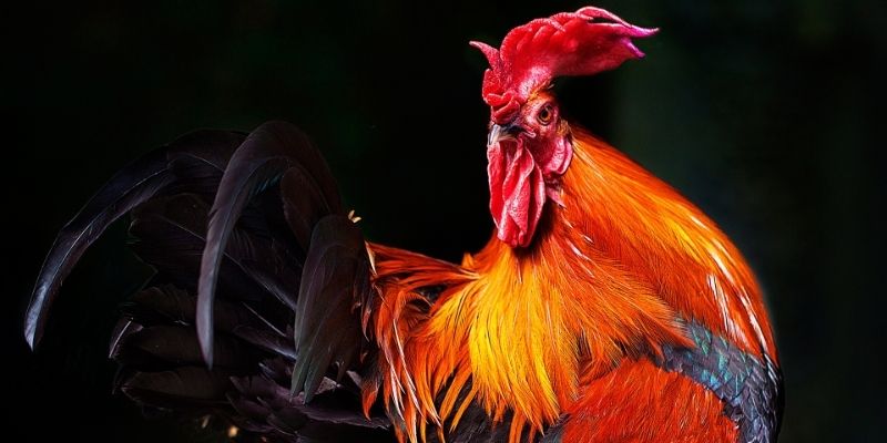 Cách chọn gà qua tiếng gáy cuối