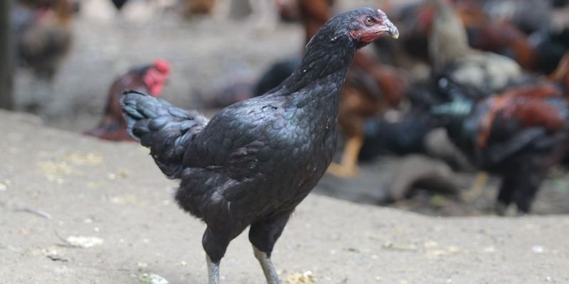 Chọn Gà Mái Chọi Chuẩn Đẹp