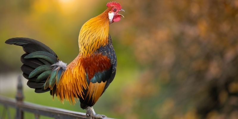 Chọn Gà Qua Tiếng Gáy