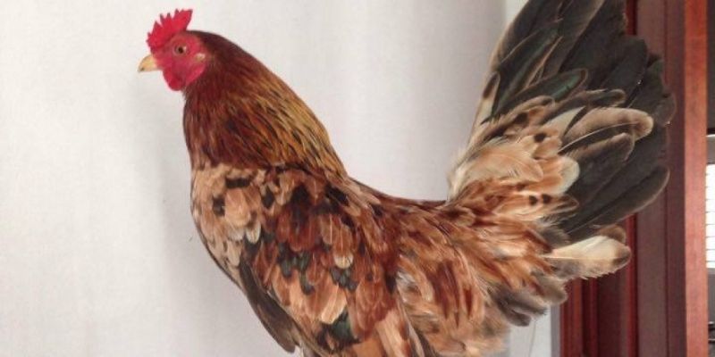 Chú trọng chế độ dinh dưỡng thiết yếu cho kê chiến