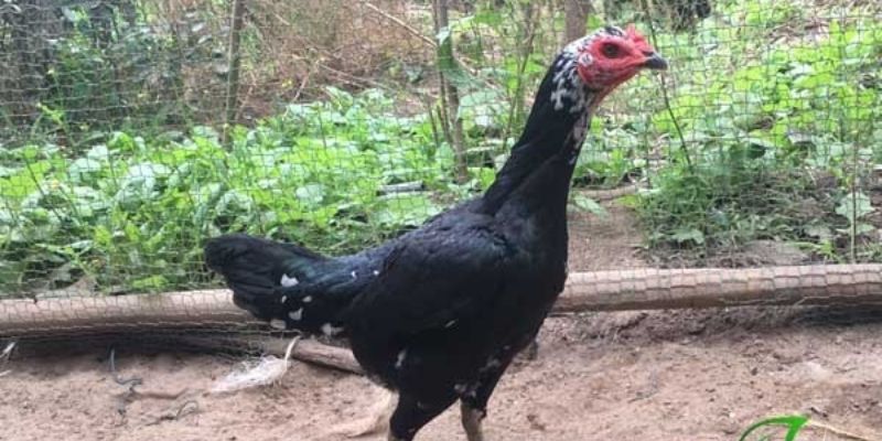 Đặc điểm ngoại hình của giống kê mái