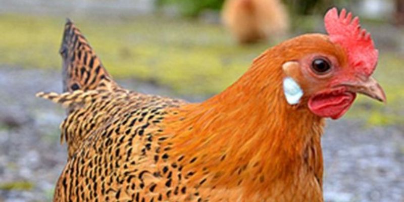 Dấu Hiệu Nhận Biết Gà Tơ