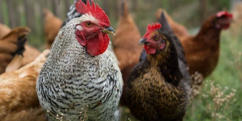 Hướng dẫn phân biệt