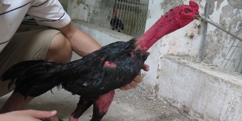 Khái quát về đặc điểm hình thái của gà tre mắt ếch