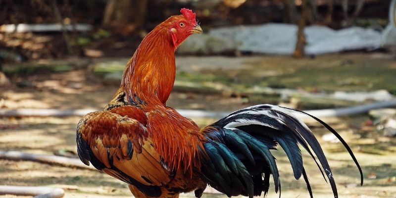 Kỹ năng lựa kê chuẩn