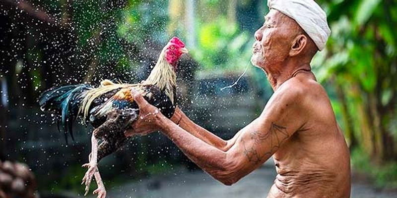 Làm Nước Cho Gà Đá