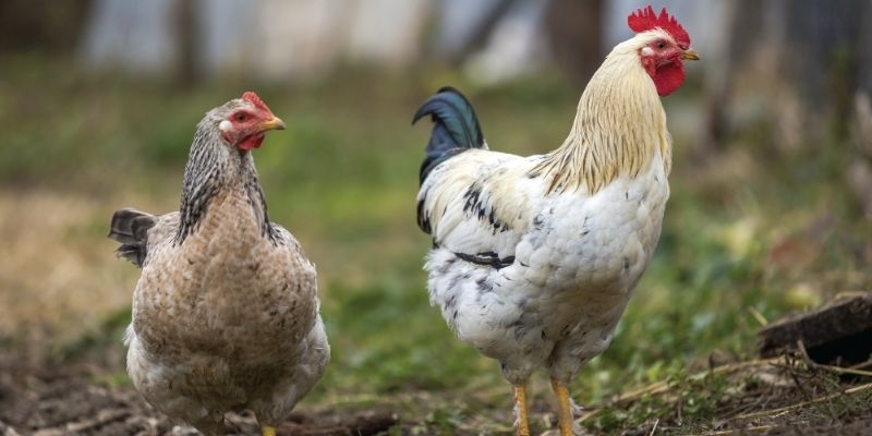 Lịch sử của gà chọi Nhật Bản