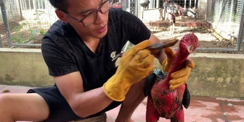 Loại nước chè xanh để làm vệ sinh kê