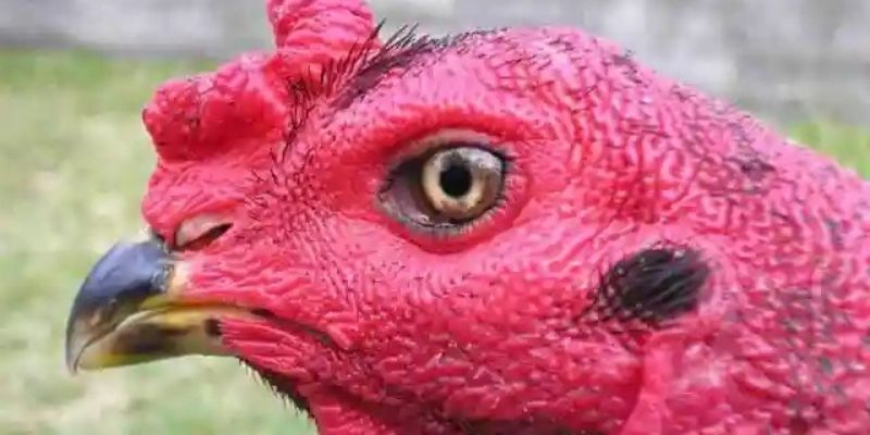 Lợi thế tấn công thần tốc siêu đẳng tựa chiến binh