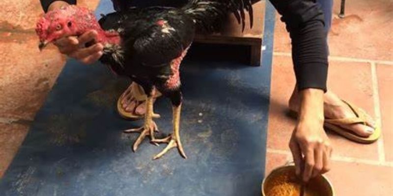 Lưu ý cần nắm khi làm nước cho gà đá