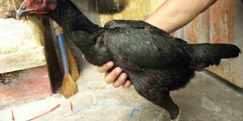 Mẹo chọn gà mái chọi chuẩn đẹp nhất