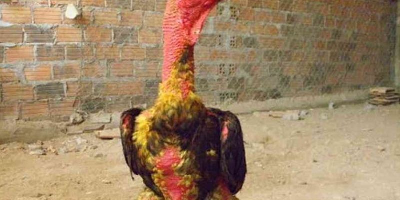 Tác dụng khi làm nước cho chiến kê