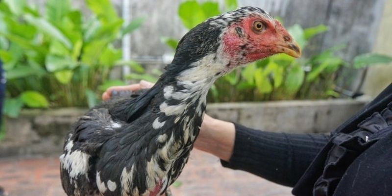 Ưu điểm khi tìm kiếm giống cái nổi bật